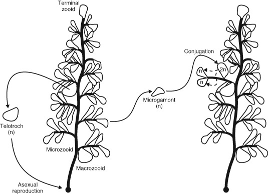 figure image